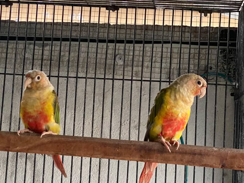 Pineapple Conure Pair red factor 1