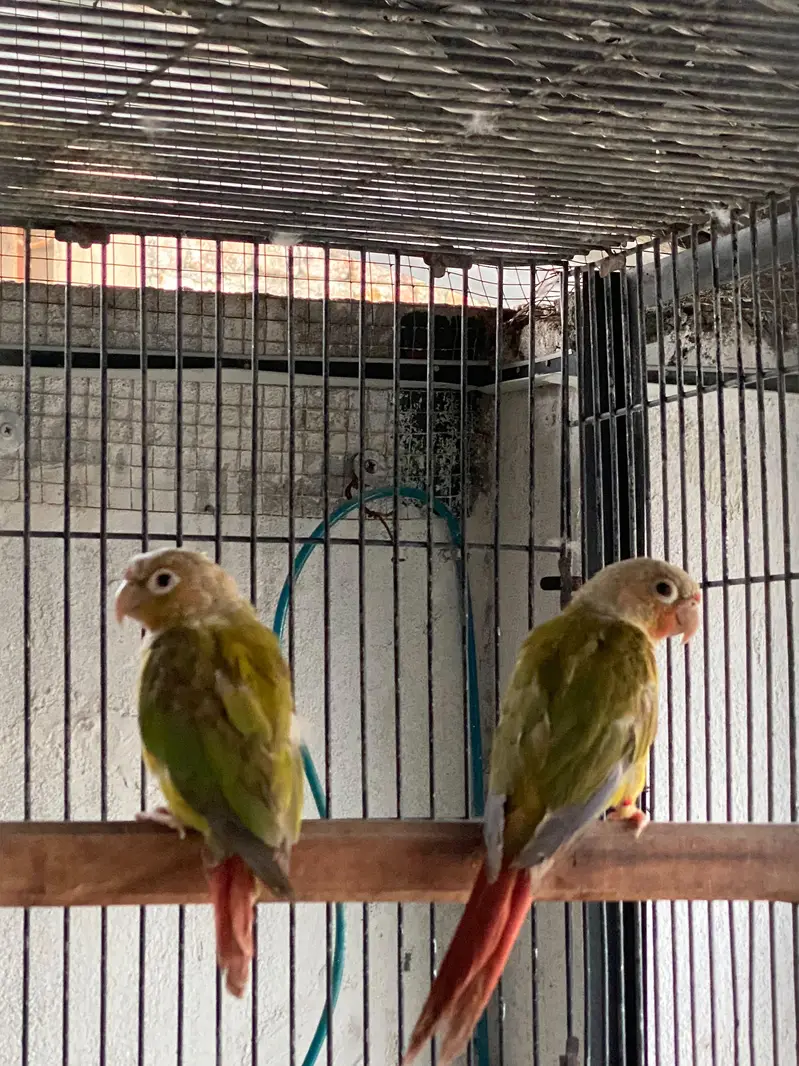 Pineapple Conure Pair red factor — photo 3