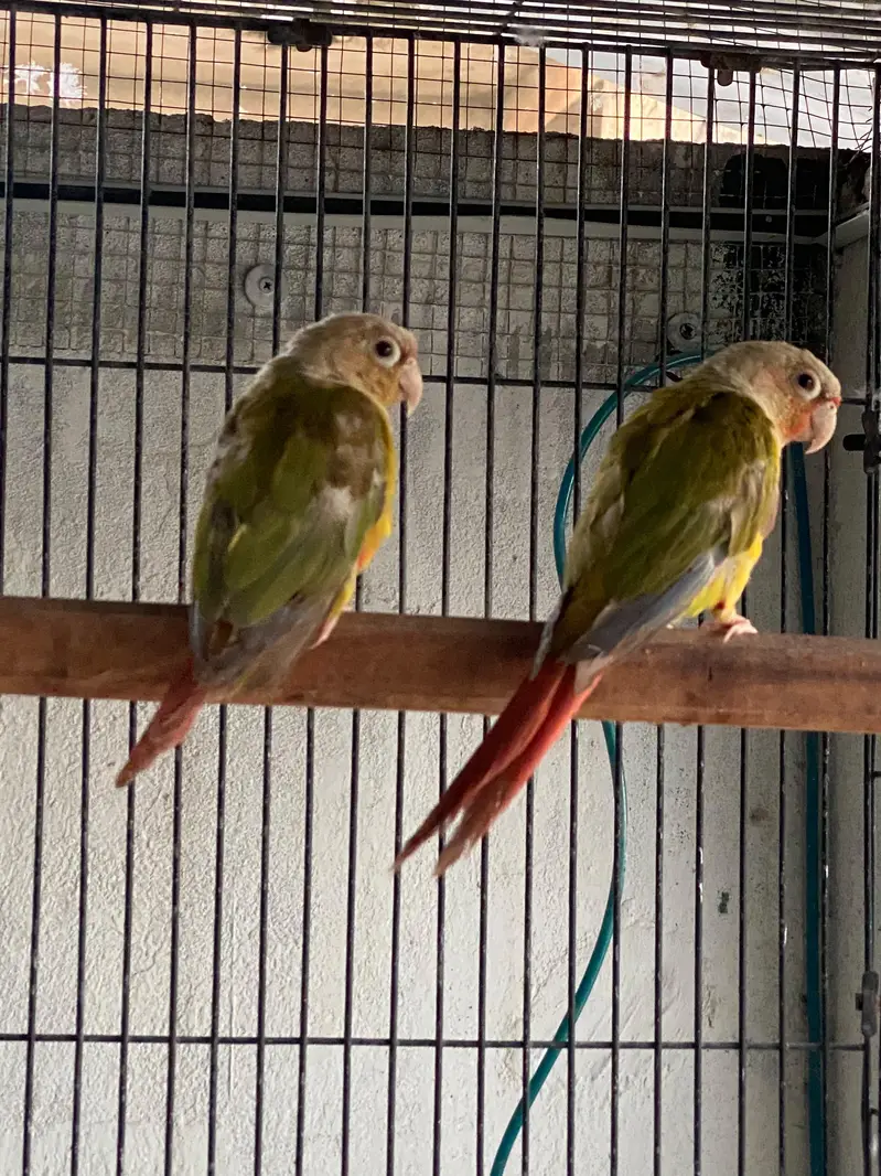 Pineapple Conure Pair red factor — photo 4