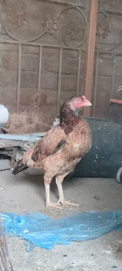 Aseel murgi forsale