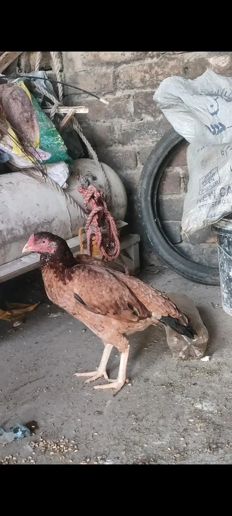Aseel murgi forsale — photo 2