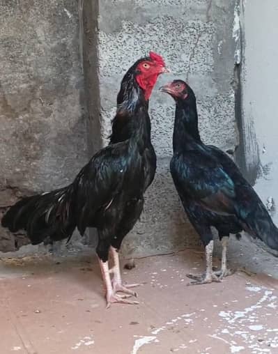sawa morga