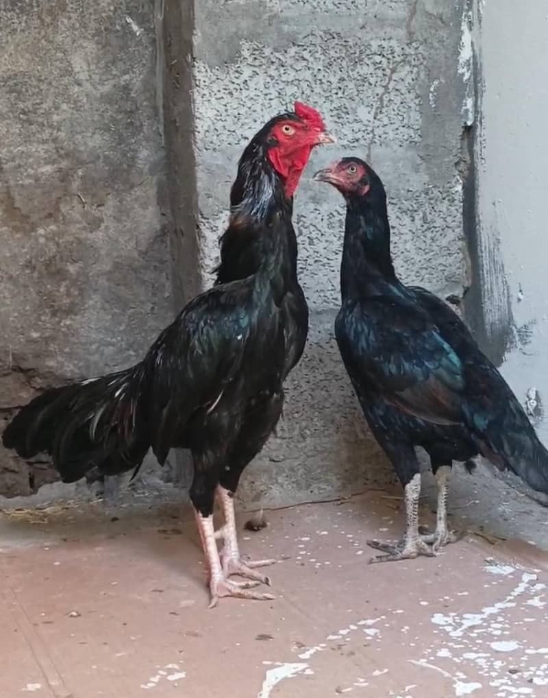 sawa morga 0