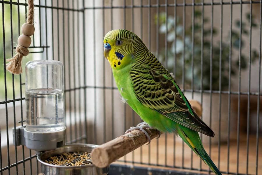 budgies 1