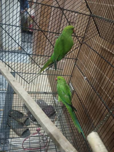Kashmiri raw ringneck parrots available 12000