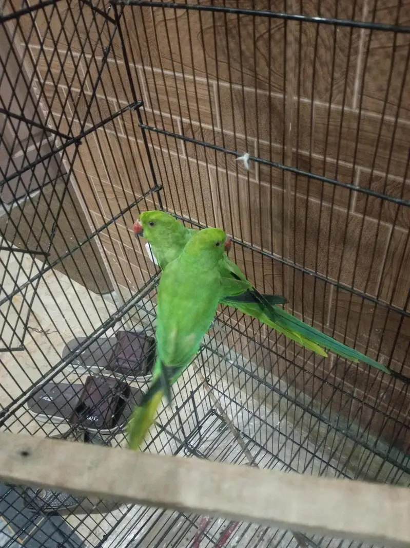 Kashmiri raw ringneck parrots available 12000 — photo 2