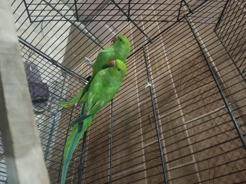 Kashmiri raw ringneck parrots available 12000 — photo 3
