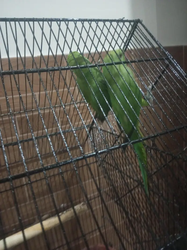 Kashmiri raw ringneck parrots available 12000 — photo 4