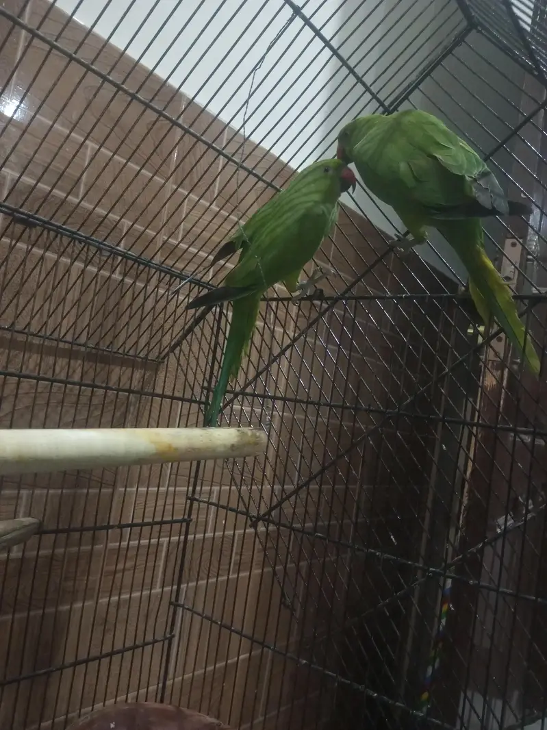 Kashmiri raw ringneck parrots available 12000 — photo 5