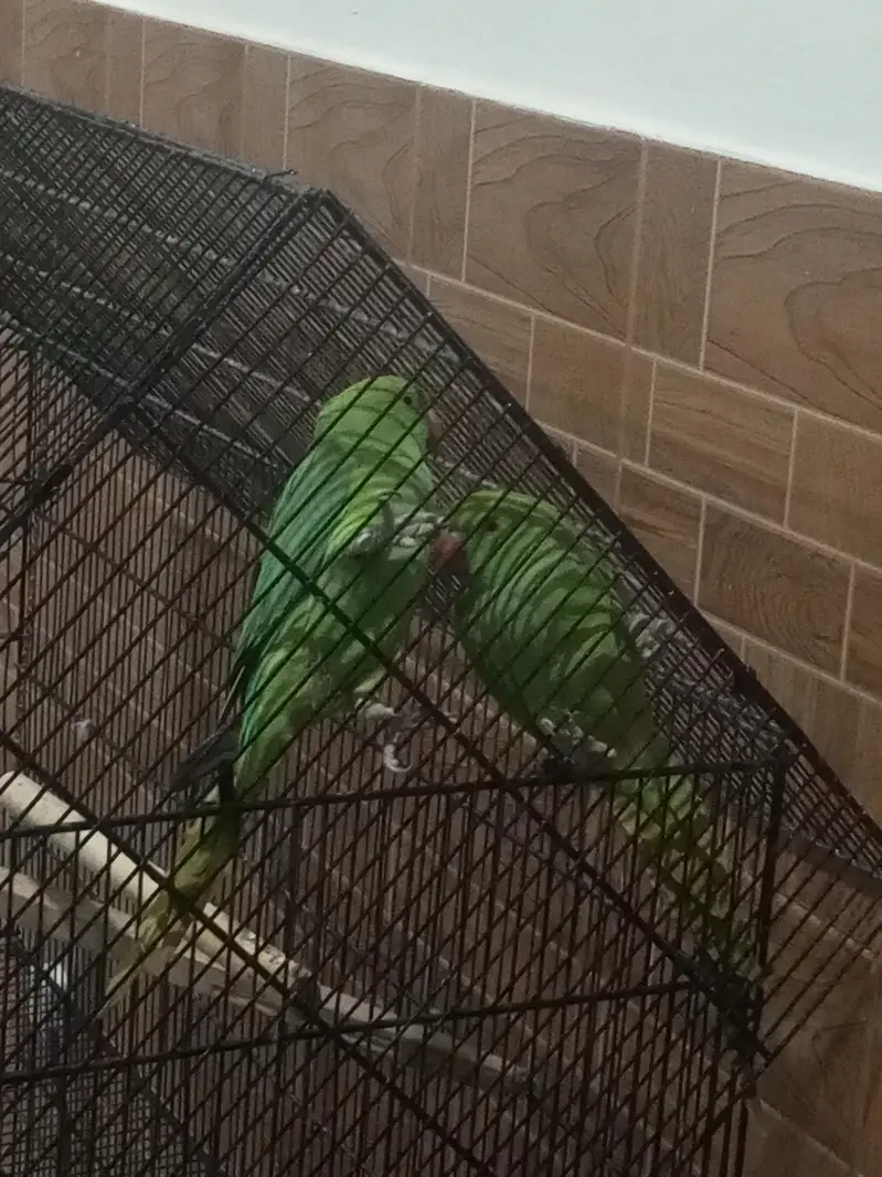 Kashmiri raw ringneck parrots available 12000 — photo 6