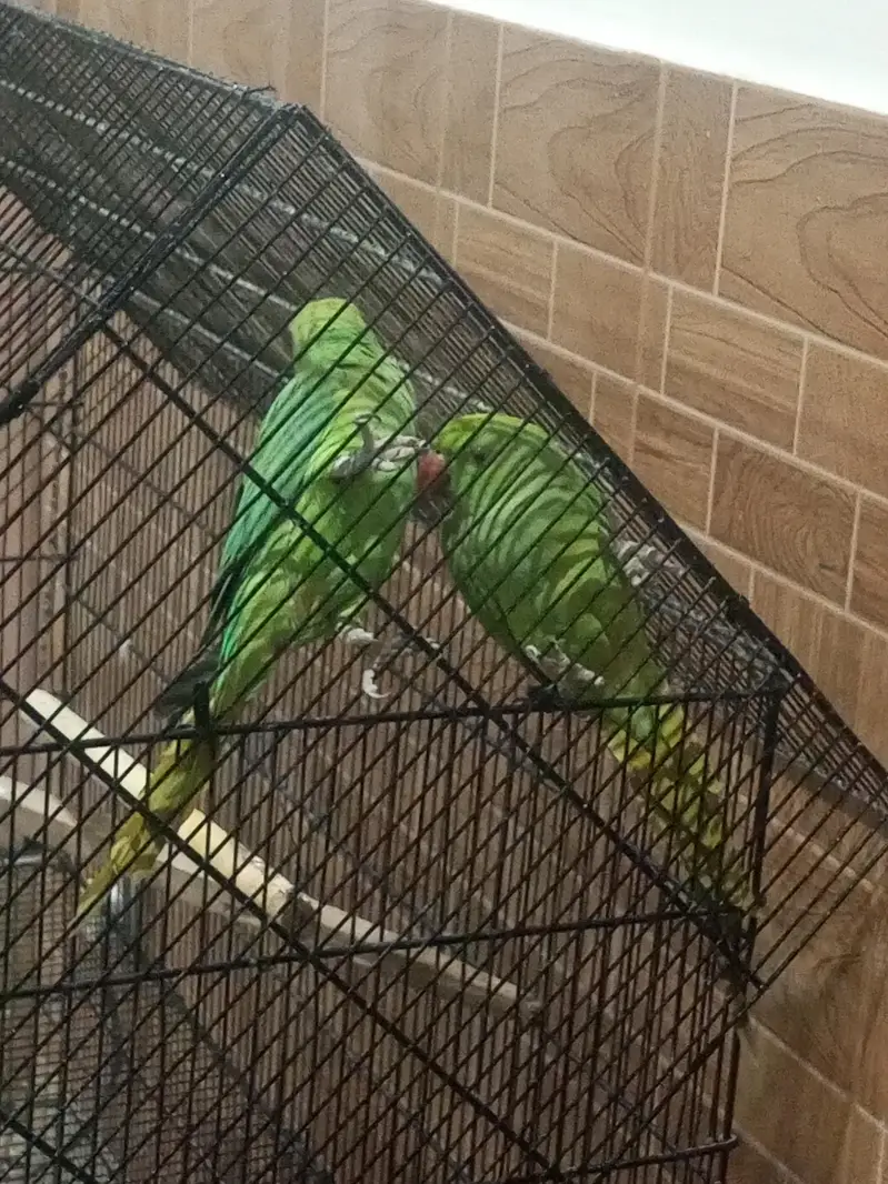 Kashmiri raw ringneck parrots available 12000 — photo 7