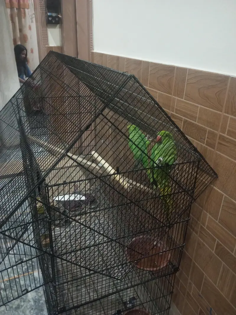 Kashmiri raw ringneck parrots available 12000 — photo 8