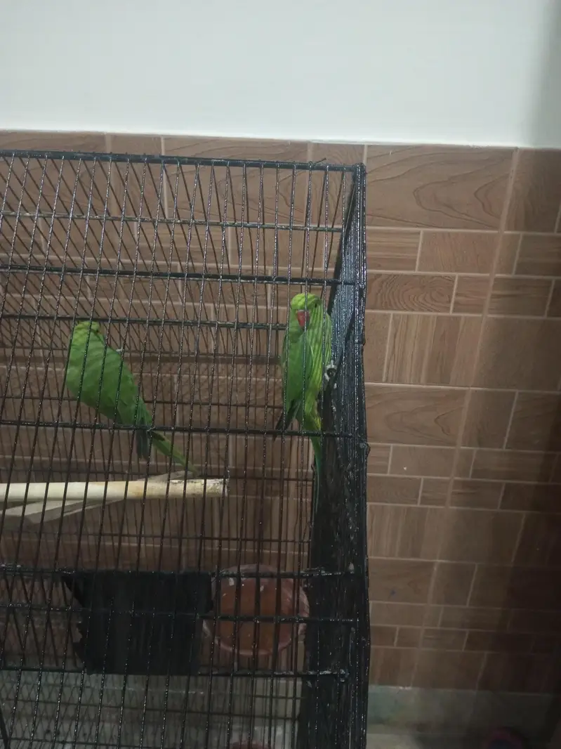 Kashmiri raw ringneck parrots available 12000 — photo 9