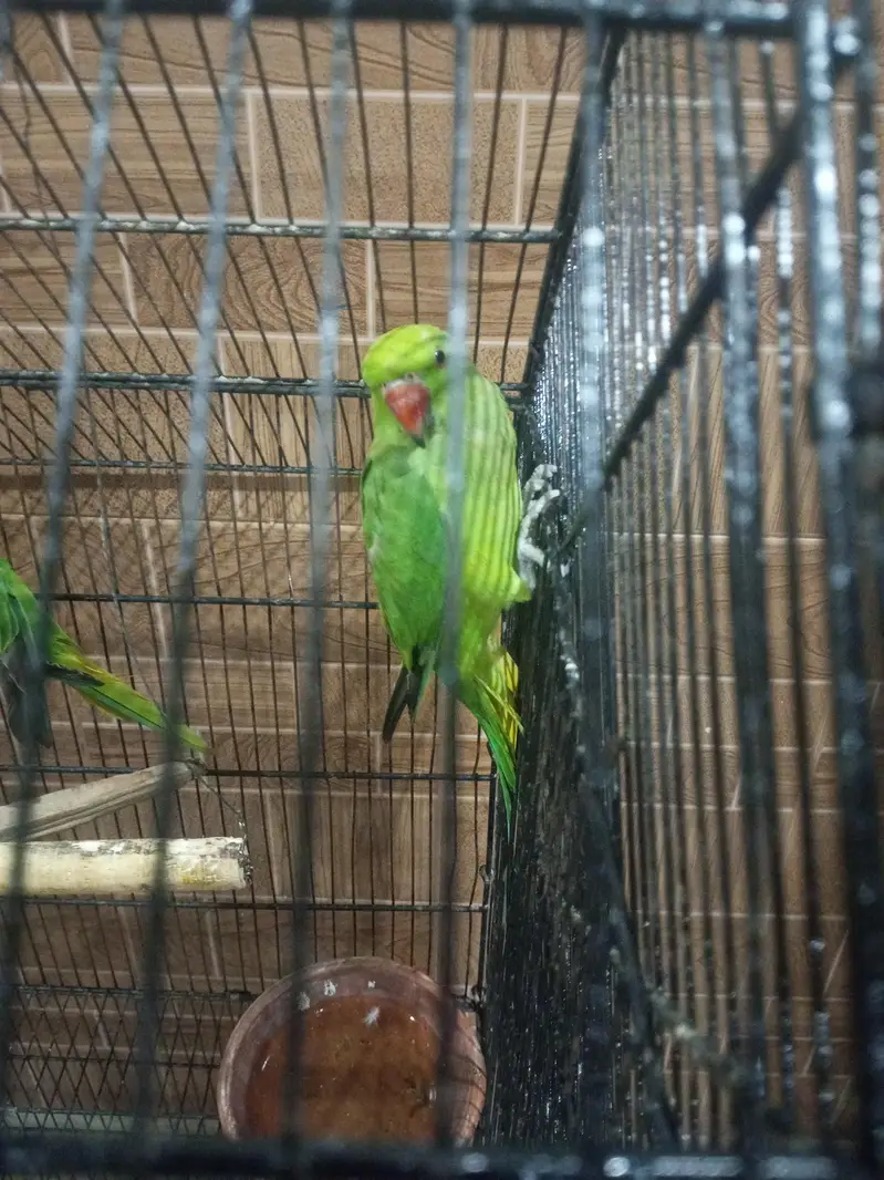 Kashmiri raw ringneck parrots available 12000 — photo 10