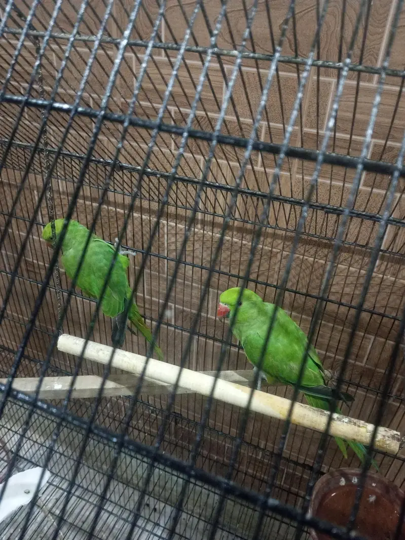 Kashmiri raw ringneck parrots available 12000 — photo 11
