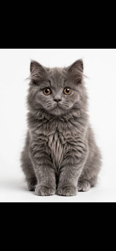 Triple coat gray Persian kittens