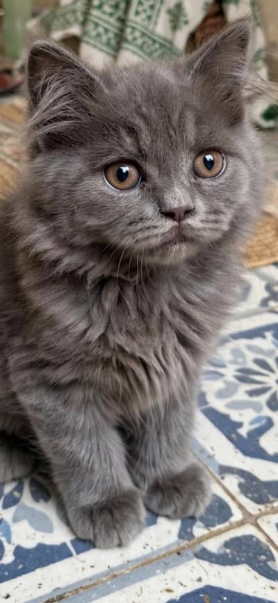 Triple coat gray Persian kittens