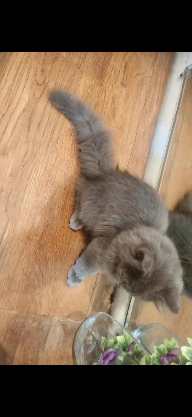 Triple coat gray Persian kittens — photo 3
