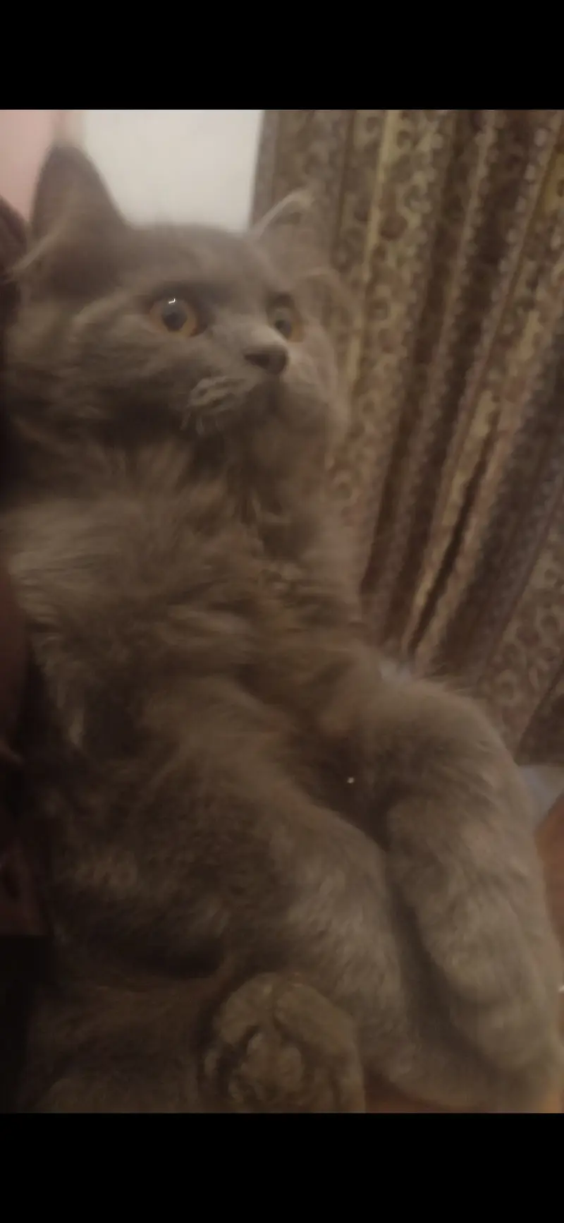 Triple coat gray Persian kittens — photo 4