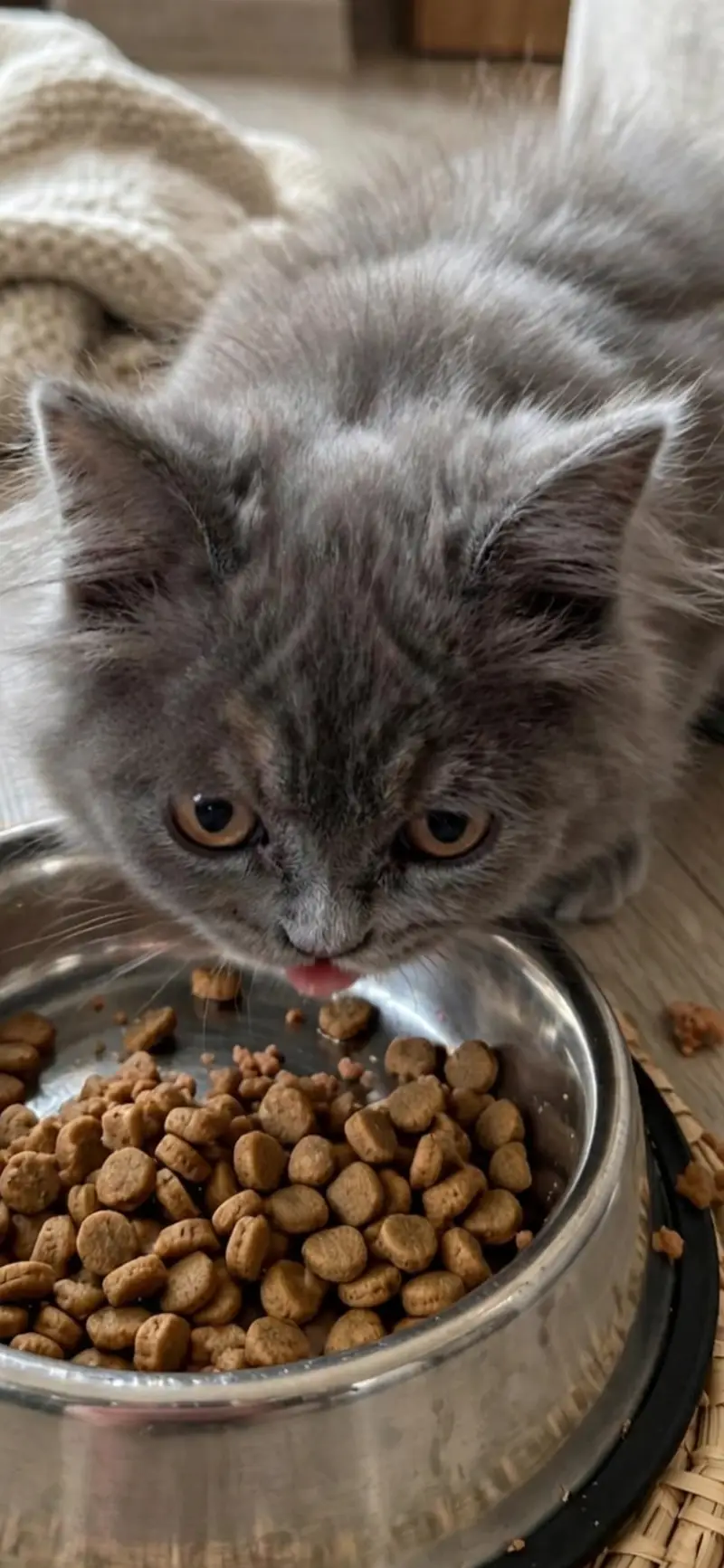 Triple coat gray Persian kittens — photo 5