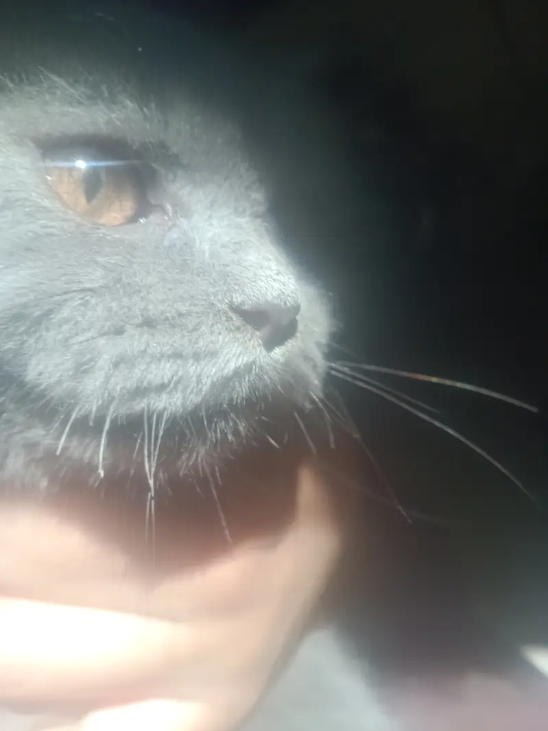Triple coat gray Persian kittens — photo 6