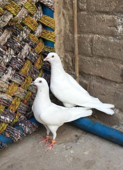 Breeder low Flyer Pairs. Urgent for sale.