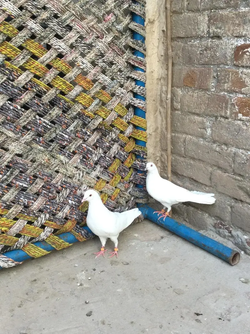 Breeder low Flyer Pairs. Urgent for sale. — photo 2