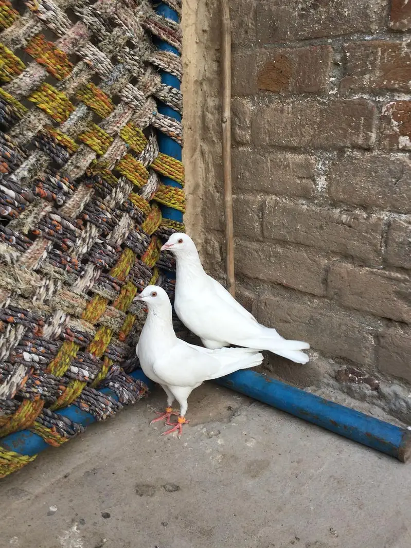 Breeder low Flyer Pairs. Urgent for sale. — photo 4
