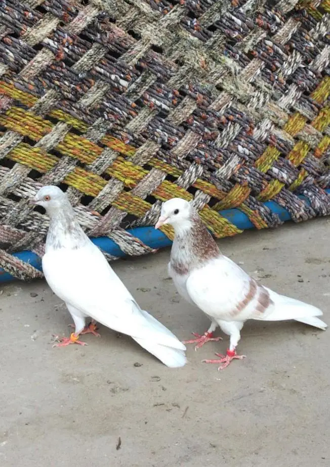 Breeder low Flyer Pairs. Urgent for sale. — photo 5