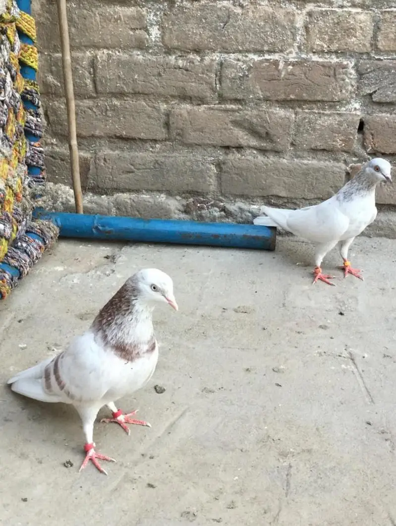 Breeder low Flyer Pairs. Urgent for sale. — photo 6