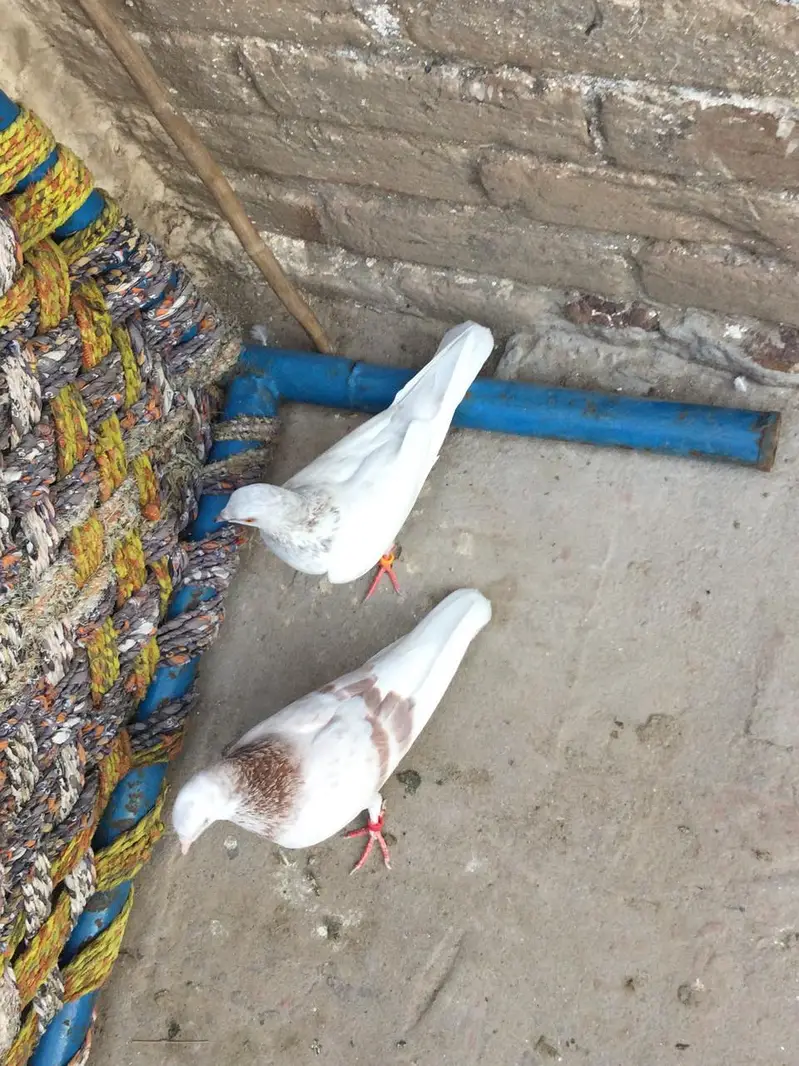 Breeder low Flyer Pairs. Urgent for sale. — photo 7