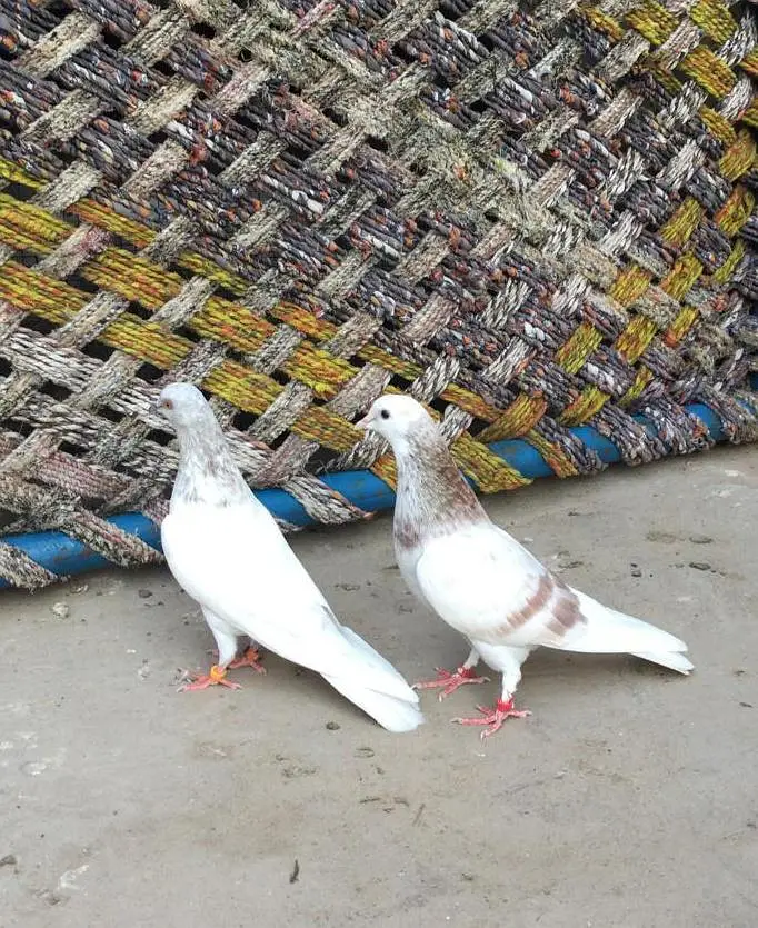 Breeder low Flyer Pairs. Urgent for sale. — photo 8