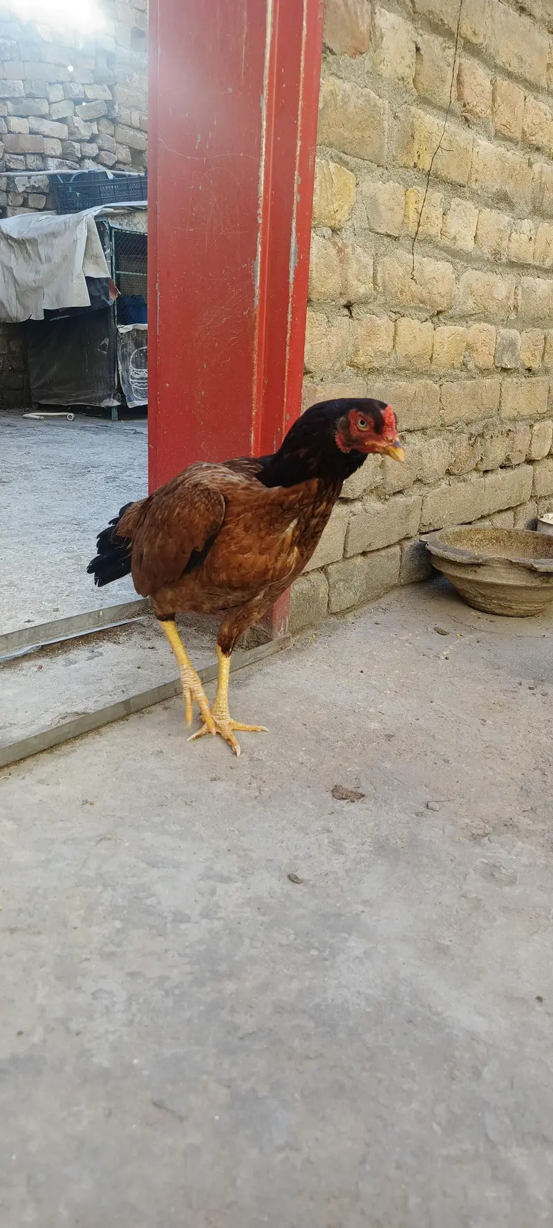 Lakhee High profile Madi miawali — photo 2