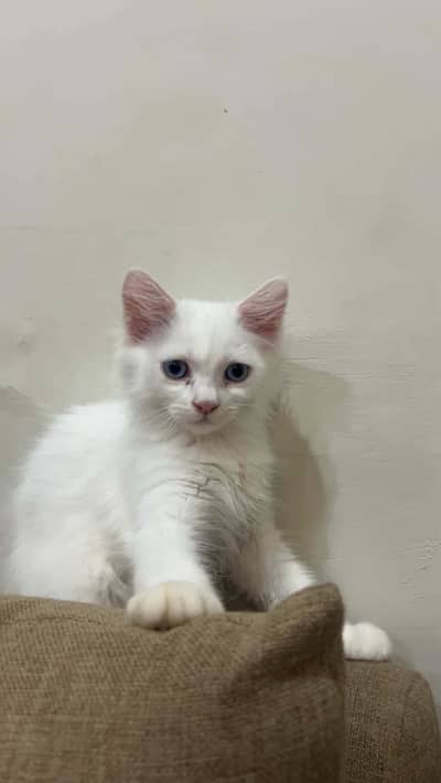 Persian cat for sale