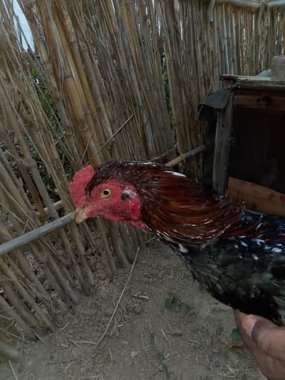 aseel pair +aseel phata +aseel murgii with3 chicks