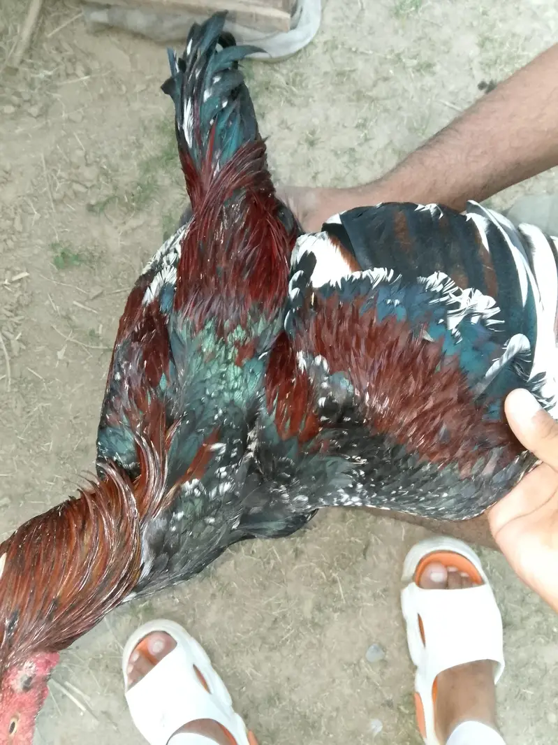 aseel pair +aseel phata +aseel murgii with3 chicks — photo 2
