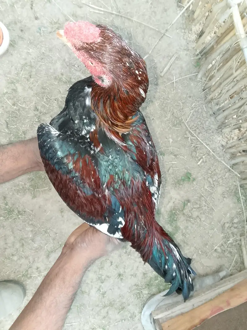 aseel pair +aseel phata +aseel murgii with3 chicks — photo 3
