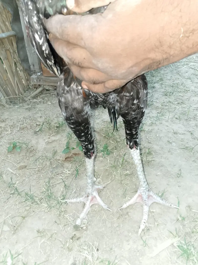 aseel pair +aseel phata +aseel murgii with3 chicks — photo 4