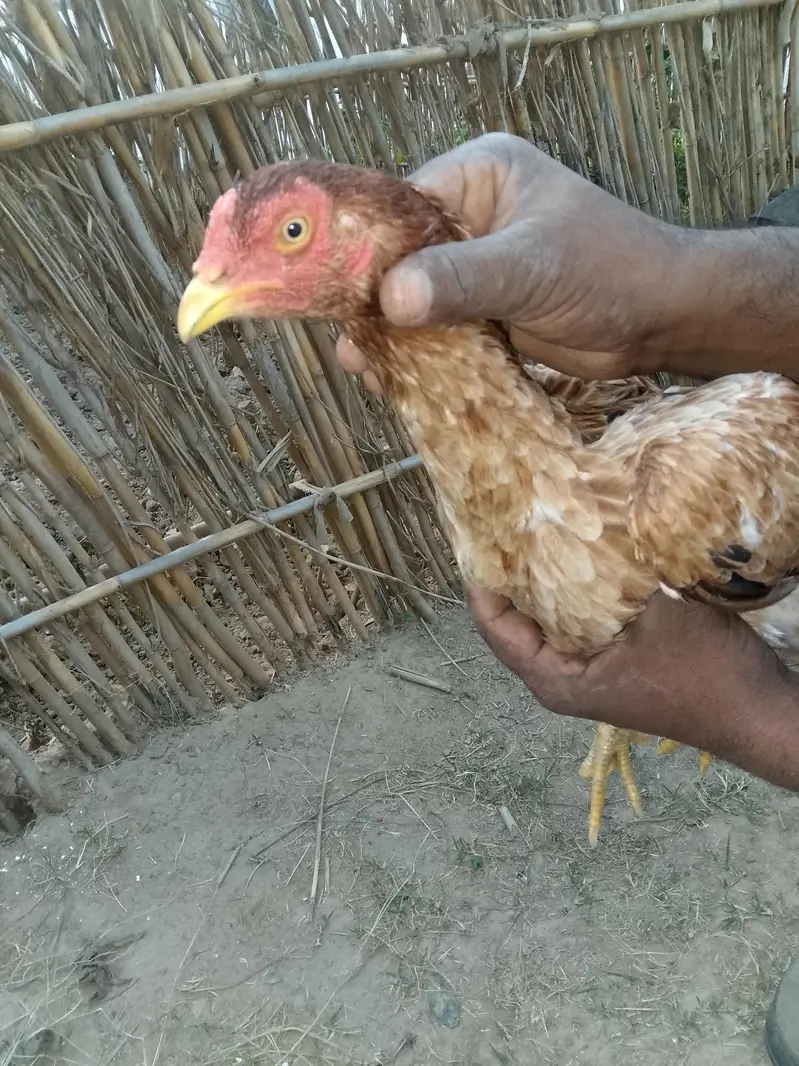 aseel pair +aseel phata +aseel murgii with3 chicks — photo 5