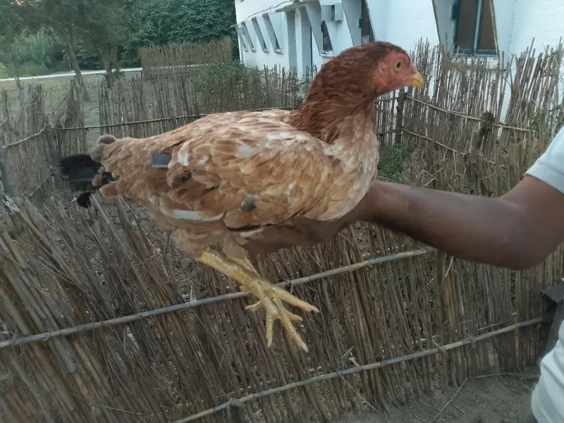 aseel pair +aseel phata +aseel murgii with3 chicks — photo 6