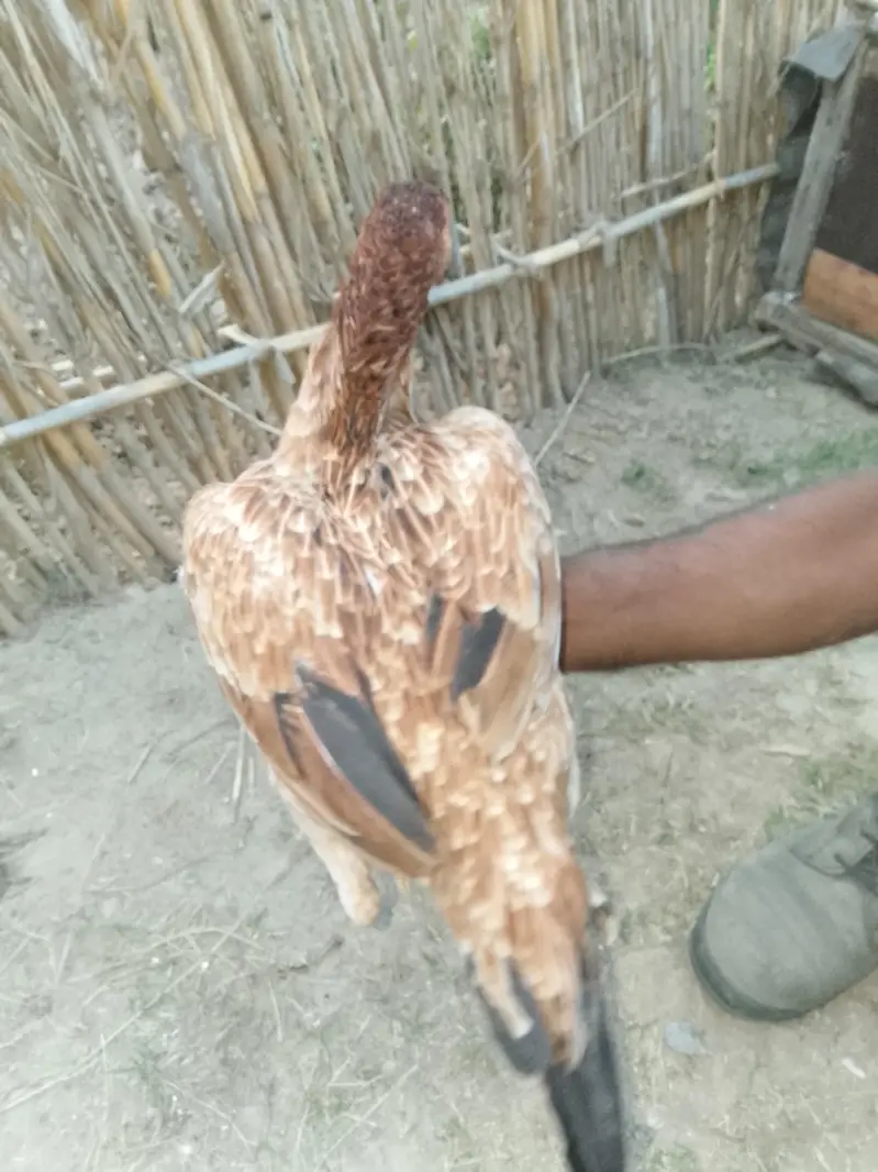 aseel pair +aseel phata +aseel murgii with3 chicks — photo 7