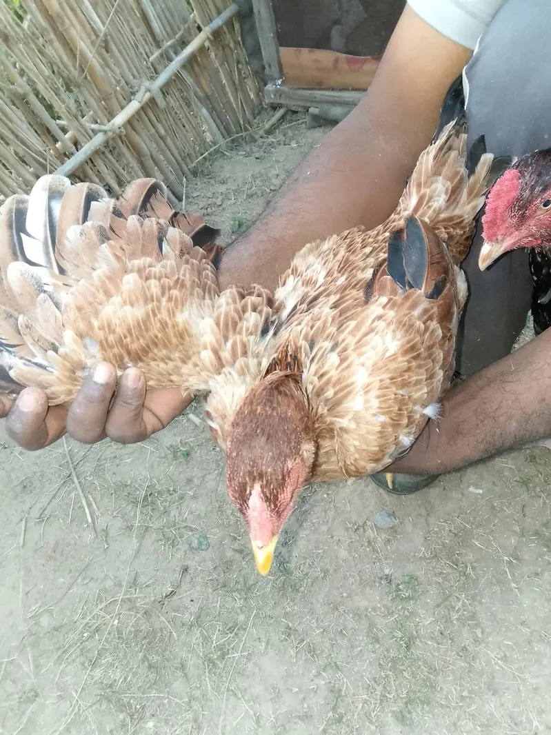 aseel pair +aseel phata +aseel murgii with3 chicks — photo 8