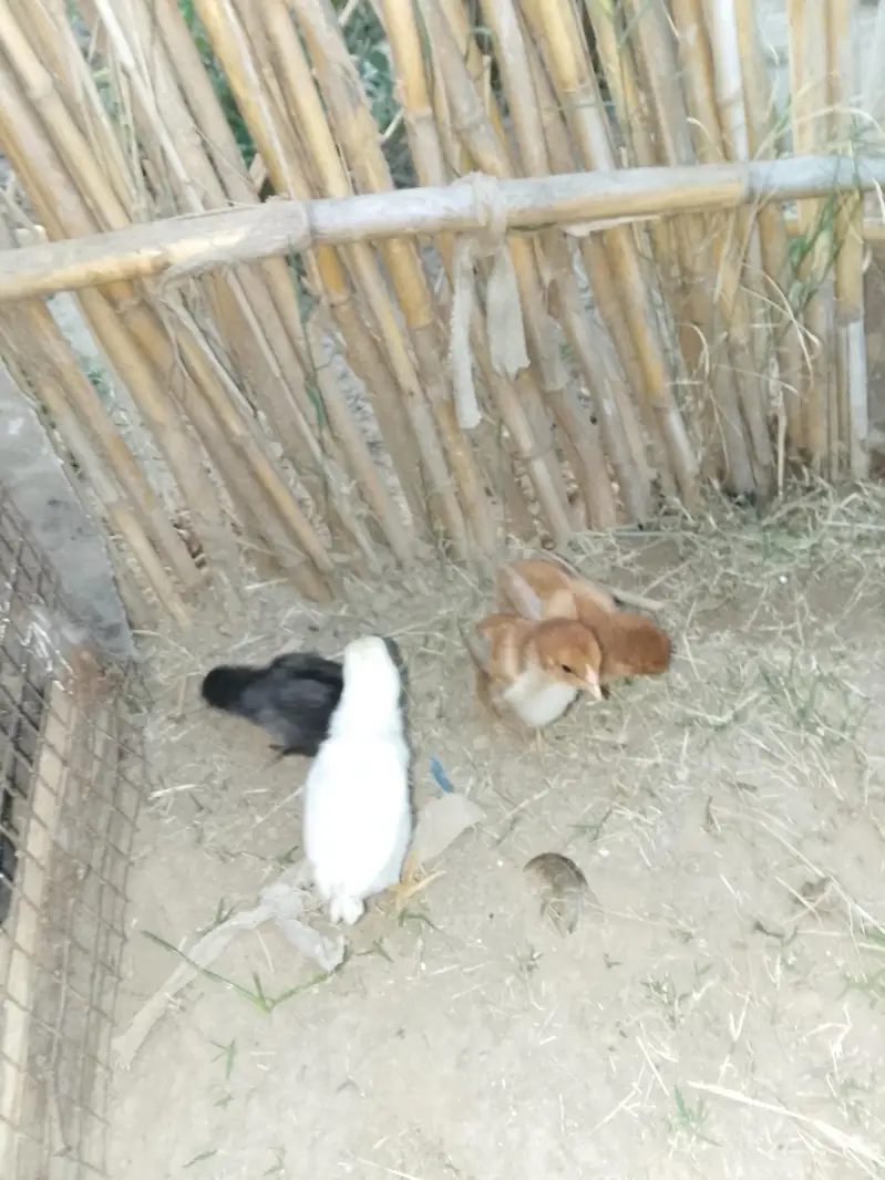 aseel pair +aseel phata +aseel murgii with3 chicks — photo 9