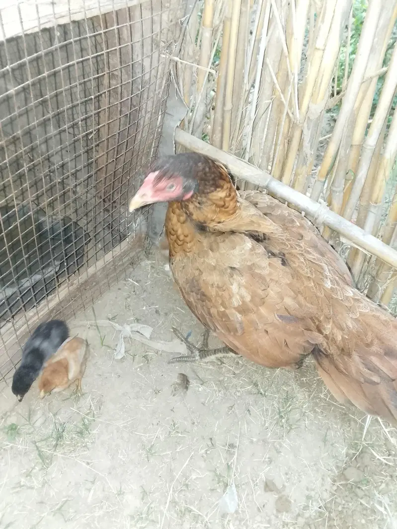 aseel pair +aseel phata +aseel murgii with3 chicks — photo 10