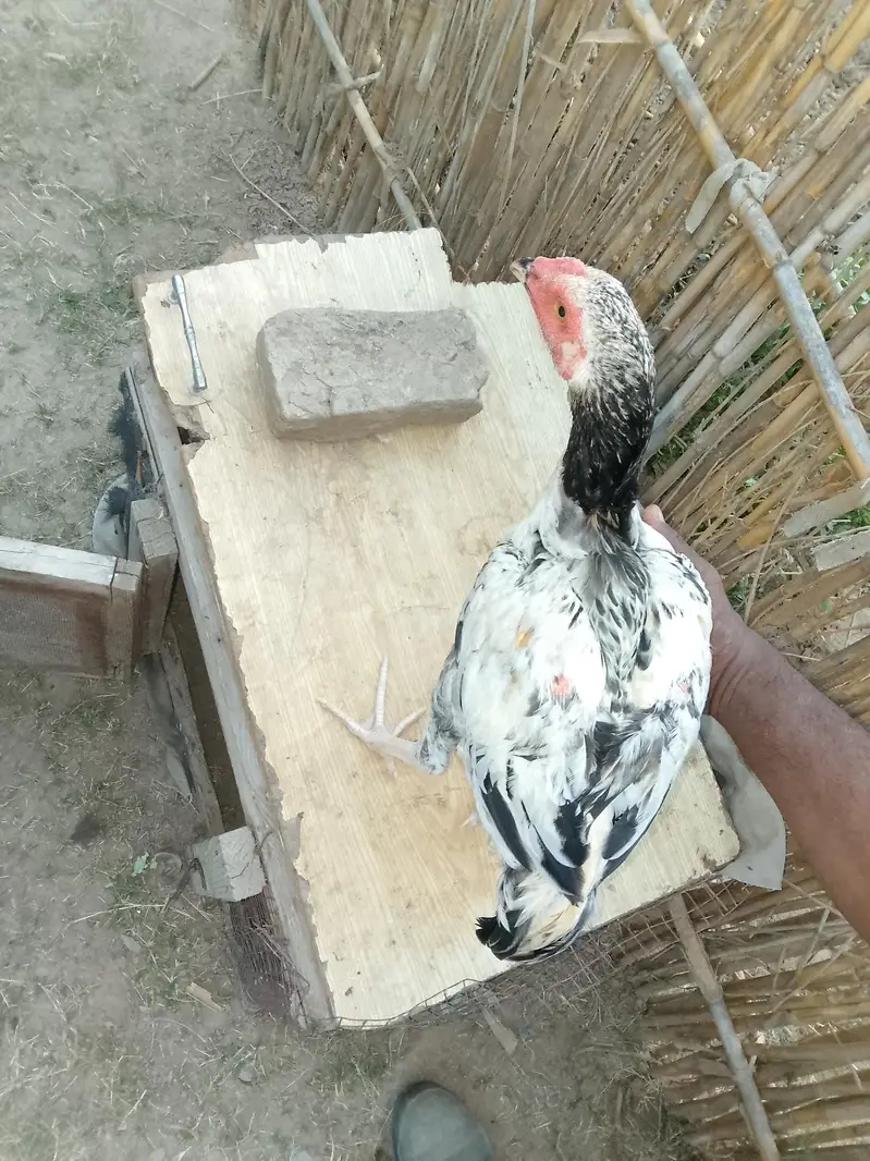 aseel pair +aseel phata +aseel murgii with3 chicks — photo 11