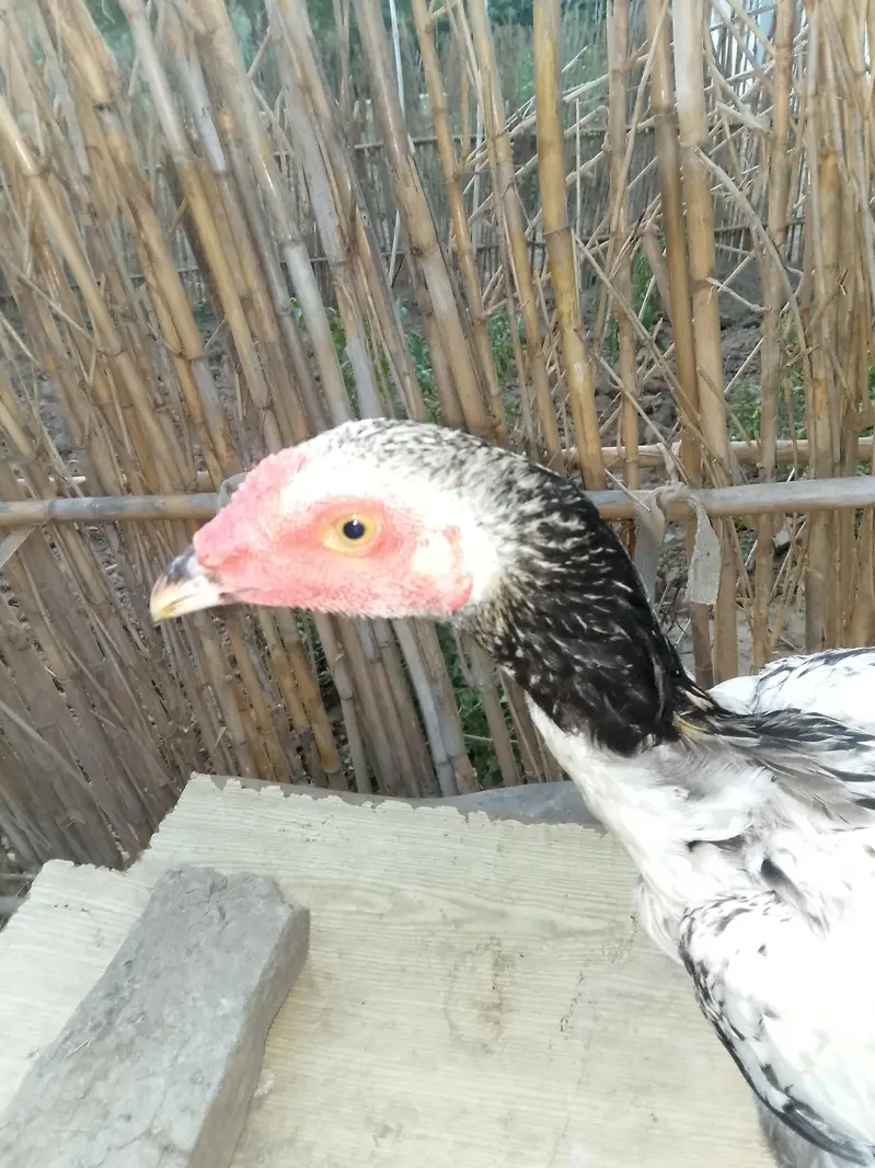 aseel pair +aseel phata +aseel murgii with3 chicks — photo 12