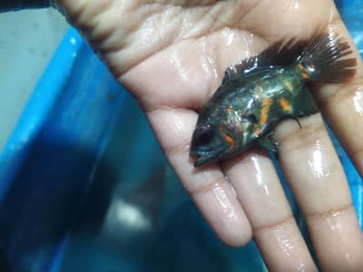 good. quality fish available at MBS Fish farm
