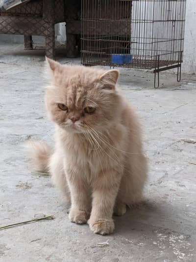 punch face Persian triple coated male for sale