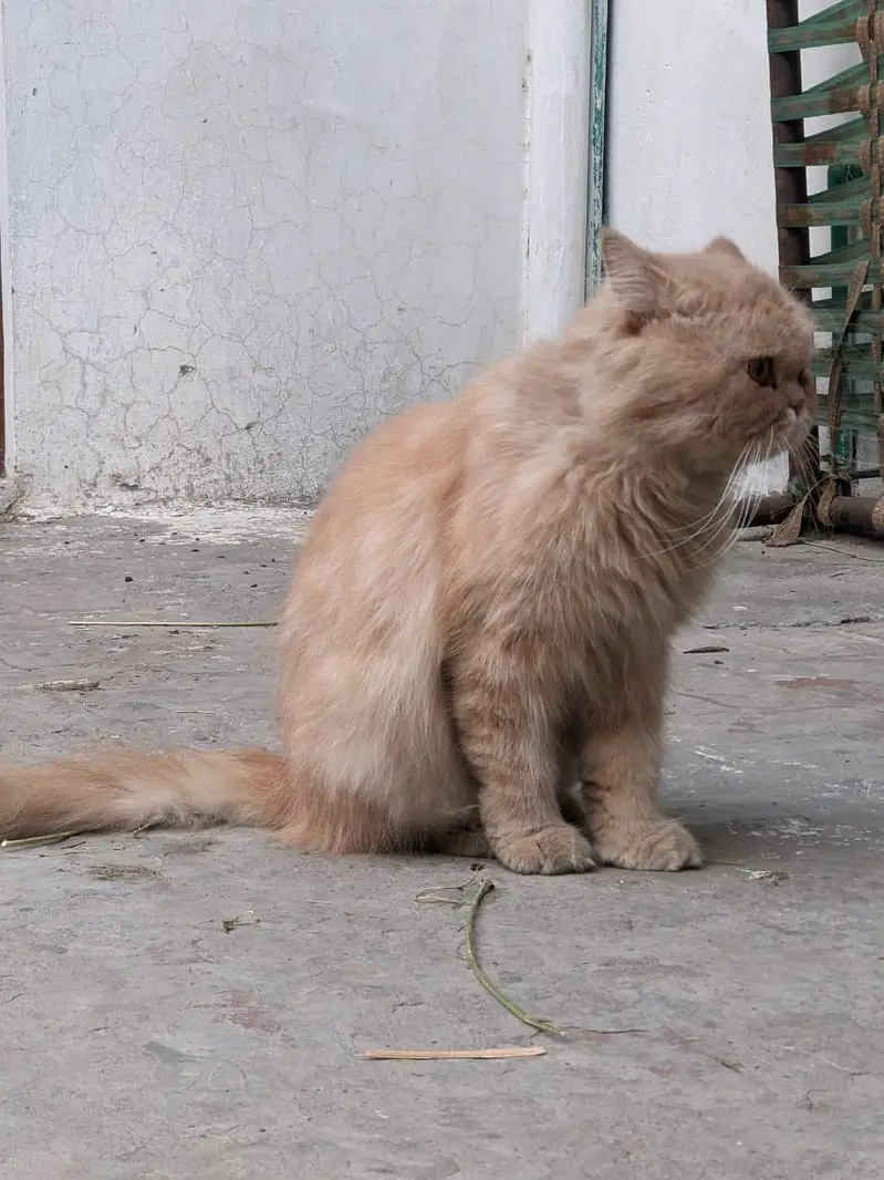 punch face Persian triple coated male for sale — photo 2