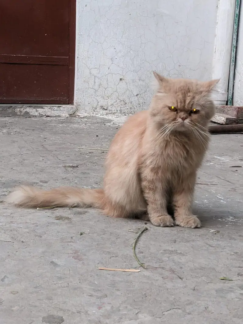punch face Persian triple coated male for sale — photo 3